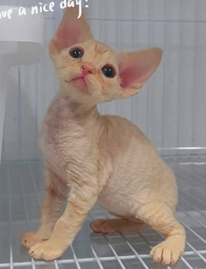 😸德文红虎斑弟弟 耳朵比头大 甜美可爱